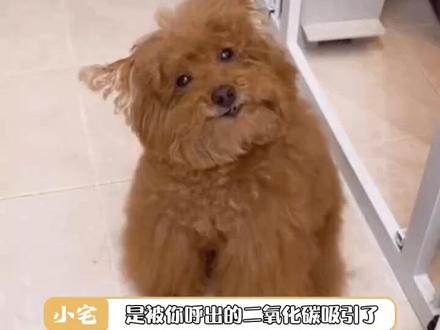 蚊子喜欢在头上聚集的原因找到了#蚊子#摇蚊 #尴尬