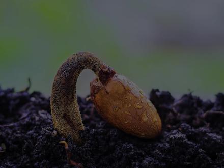 种子如何催芽?纸巾催芽法,直观感受种子出芽,让你种的更放心