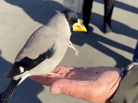 老北京文化,这是梧桐鸟,提笼架鸟就是玩的这种鸟。