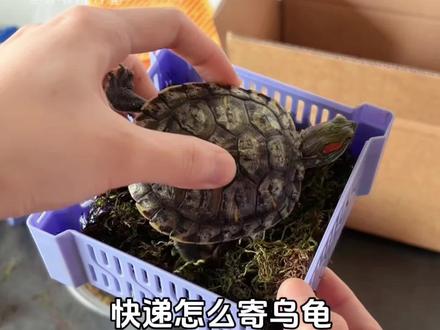 快递寄乌龟 简简单单 #治愈系小生命 #养龟日常 #邮寄乌龟 #乌龟打包 #养龟人