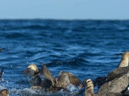 海洋上的漂泊者-信天翁 #海洋 #聆听大自然 #诗与远方 #生态环境