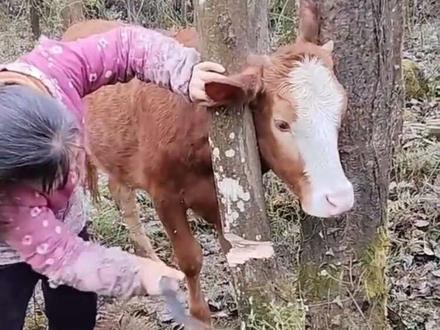 救助动物人人有责 #关爱流浪动物善待生命 #动物救助 #保护动物 #科普