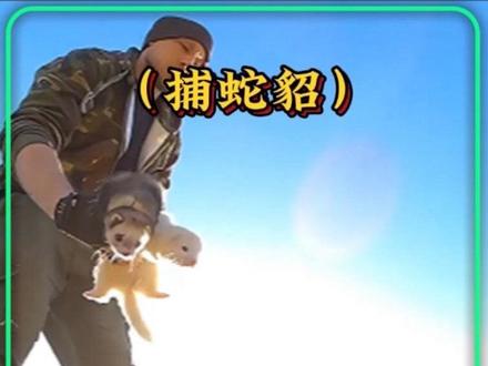 抓蛇貂被放进了眼镜蛇的洞穴里#青年创作者成长计划