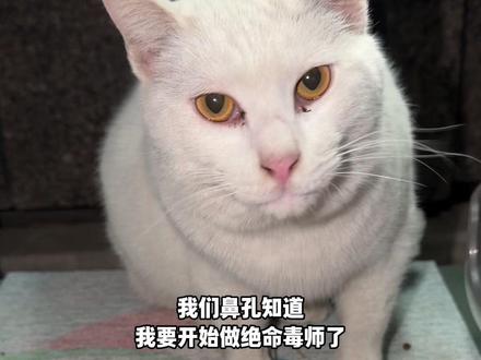 流浪猫大锅饭 休息三天就抓猫绝育吧 好久不见呀各位ee,流浪猫大锅饭开饭啦
#我和流浪猫的故事 #关爱流浪猫 #街猫 #猫猫治愈一切 #喂猫日记