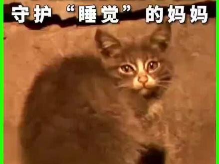 真实故事出自【韩国动物农场节目】,2018年,一只小母猫在胡同里守护着死去的猫妈妈,它吃石头、喝脏水、啃树根,把找到的肉留给妈妈。人们发现后决定救助它,兽医发现母猫死因是吞食塑料垃圾,小猫胃里有石头、泥土、树皮和树根。最后,小猫被善良的新人收养,现在叫悠悠,非常听话、粘人!
#猫咪 #猫咪救助 #猫