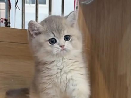 小喵公母怎么区分? #猫殿豆芽 #区分公母 #小猫性别