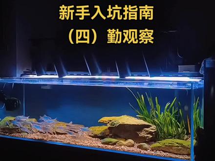 溪流缸干货第五十波#原生缸 #原生鱼 #溪流缸 #宽鳍鱲 #长鳍鱲