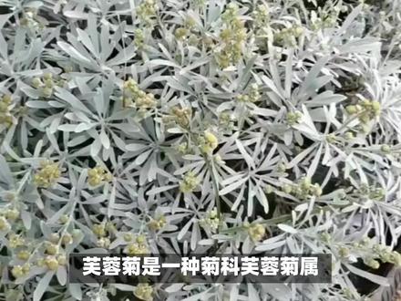 芙蓉菊如何进行养护?#花卉绿植 #内容启发搜索 #花卉绿植盆栽 #老花匠养花