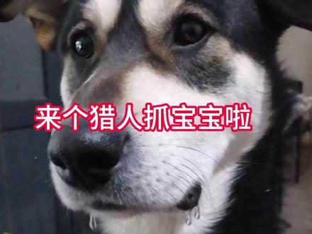 来个猎人抓宝宝了,我家的灵魂兽葛信刷新了! #魔兽世界 #魔兽世界时光服 #生活日常