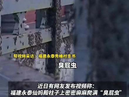 福建永泰一山顶观景点 爬满“臭屁虫” 当地:这几天是繁殖季节 过几天会自己飞走 专家:椿象是季节性发生的 会吸食植物的汁液 不会对人体造成伤害
