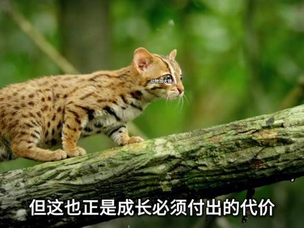 锈斑豹猫:我很小,小到没一片树叶大,人类说我是丛林中最凶萌的猎手#锈斑豹猫#动物独白#动物世界#猫 #神奇动物在抖音