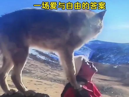 《重返狼群》
跨越物种的情感
看到泪目了#文学 #重返狼群 #重返狼群背后的故事 #重返狼群格林 #重返狼群2