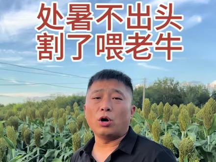 2025年高粱价格。#高粱价格#高粱种植#高粱