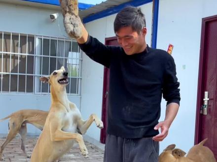 狗狗不听话怎么办?小狗撒开乱跑叫不回来怎么弄?还是那句话,要经常多互动多溜,没有不听话的狗,只有没时间的人,因为热爱所以选择#格力犬爱好者 #猎犬热爱 #猎兔犬