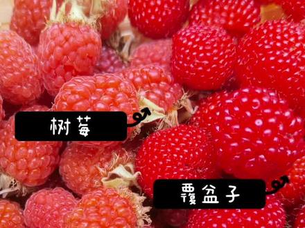树莓、覆盆子、蛇果,你分清了吗?
#野草莓 #田园生活 #日常vlog