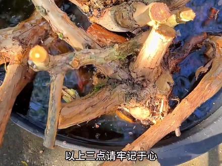 刺梨、山木香桩该如何浸泡?又该如何促进生根?干货分享!#爱生活爱养花 #月季