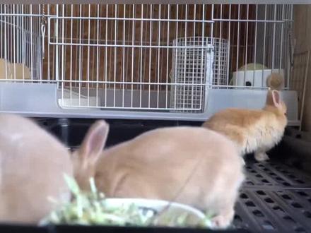 兔兔是如何交流的?#兔兔这么可爱 #家有萌兔 #兔兔 #可爱的小兔子 #萌宠出道计划