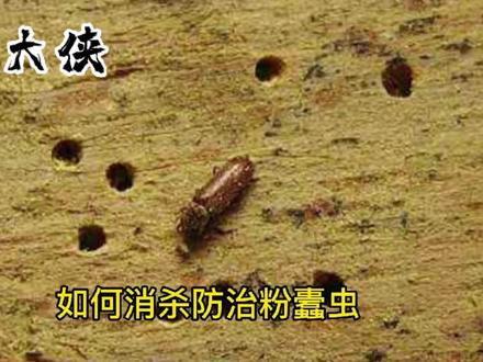 如何消杀防治粉蠹虫!#病虫害防治 #知识分享 #除虫灭鼠 #害虫 #消杀