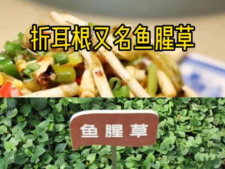 鱼腥草的作用与功效和用法 3a3c364c286253e2ec05ff3ba1d39d35~tplv-dy-resize-origshort-autoq-75:330.jpeg?x-expires=2006744400&x-signature=AMcLYxvVLayPxZVJkMHp429FfB4%3D&from=3213915784&s=PackSourceEnum_AWEME_DETAIL&se=false&sc=cover&biz_tag=pcweb_cover&l=2023080713302679389EF351CB5794767C