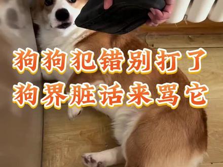 狗狗犯错不要头疼了,用狗界脏话来治它#狗狗 #狗语十级 #养狗经验分享 #萌宠推荐官