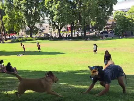 这个动作有点难 #半兽人 #面具 #上热搜 #家庭伴侣犬 #不养狗不知道养狗的乐趣