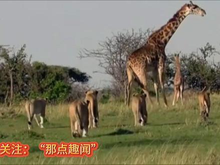 长颈鹿踢死了一头狮子