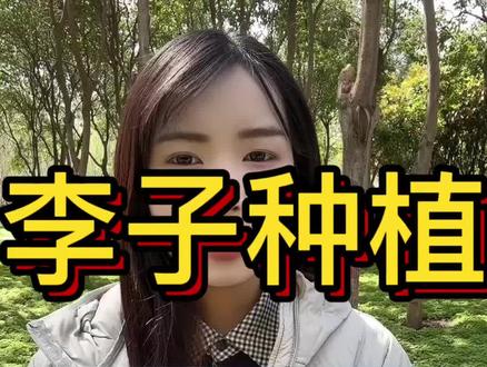 李子树割一刀,产量累弯腰#农业种植技术 #三农 #农业种植 #李子树种植#农业技术分享
