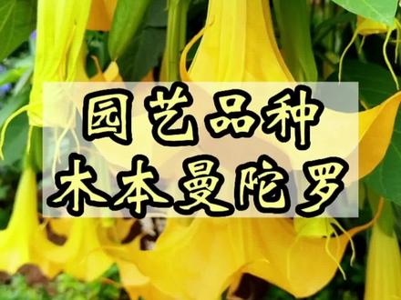 你见过园艺品种木本曼陀罗吗?一起了解一下#花卉绿植 #养花小知识 #爱生活爱养花 #养花 #园艺 #花园生活 #曼陀罗花