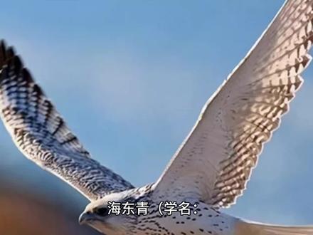 海东青#动物科普#传统文化#儿童认知教材。