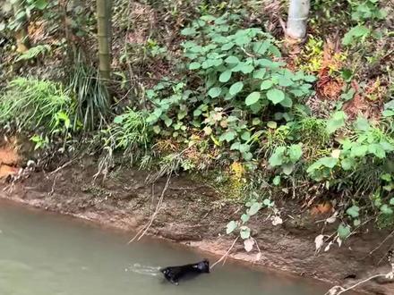 不听老人言 吃亏在眼前,我都叫它们别在河边玩,会掉下去,不听,你看吧……这下舒服了……#中华田园犬 #黑狗
