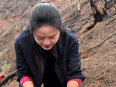 广西藤县茯苓种植基地,面积2700余亩,茯苓接种时间二零二六年正月二十开始接种到二月二十结束,此为记录接种时间!