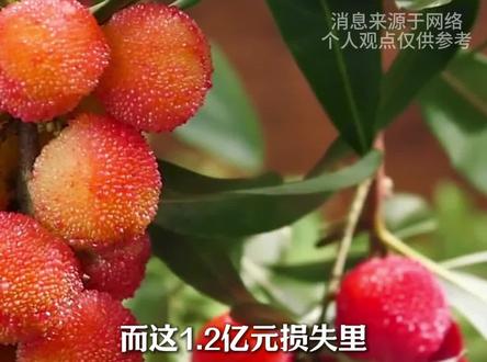 漳州杨梅崩了1.2亿 违规的被罚了 老实果农在砍树喂猪3