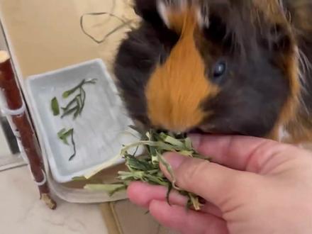 喜欢吃海苔干的荷兰猪
#宠物 #荷兰猪