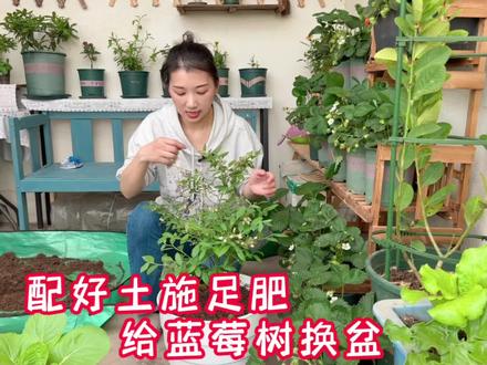 给挂果期蓝莓树换盆,顺便分享如何配置蓝莓种植土 #阳台种植 #阳台种菜