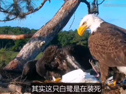 一行白鹭上青天#万物皆有灵性请善待每一个生命