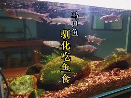 马口鱼不吃鱼食怎么办,别着急,一个方法完美解决,原来这么简单………#养鱼日记 #溪流缸 #马口鱼喂食#养鱼知识分享 #享受这悠闲时光