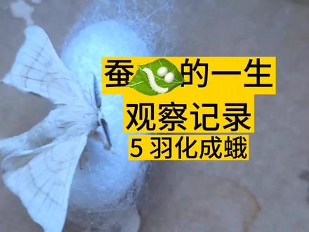 三年级下学期科学《蚕的一生》~蚕蛾破茧而出~羽化成蛾~养蚕日记#蚕 #养蚕日记 #羽化成蛾 #小学生日常vlog