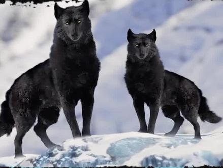 3种最漂亮的狼 #狼