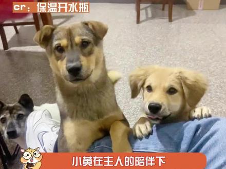 狗儿要听狗儿歌,小狗雪地画梅花,小黄下雨要回家,向前直走就是家……#狗儿要听狗儿歌 #催泪 #感人 #狗狗 #破防了