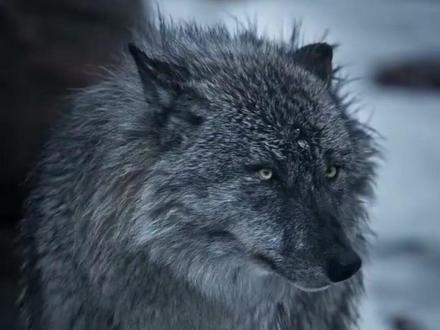 猫科动物vs犬科动物,谁才是你心中的战力代表。 #猫科动物 #犬科动物 #猫咪 #狗狗 #萌宠