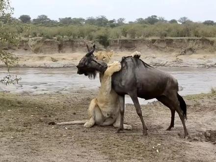 角马被母狮锁喉之后装死蒙混过关。简直就是医学奇迹!#动物世界 #神奇动物在抖音 #角马 #母狮