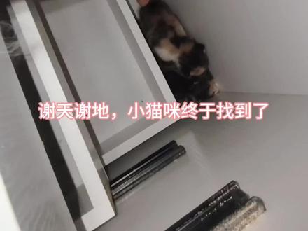 小猫咪找到啦 虚惊一场!出走一上午的小猫咪,终于平安回来了!#创作者中心 #创作灵感 #流浪猫救助 #小猫咪 #流浪猫