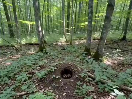 今天带你们看一窝小刀盾。
可爱吧。
再看它们的妈妈。
它拿刀了。
它过来了。
视频就到这儿,希望你们还能刷到我。
👇 扣1给我众筹跑鞋,扣2给我众筹医药费。
#我的刀盾 #农村萌宠 #萌宠 #ai创作浪潮计划 #上热门