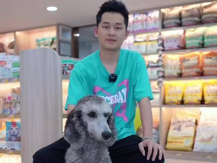 有尾巴的泰迪长什么样子?#福州狗爸爸 #泰迪 #福州宠物 #狗狗