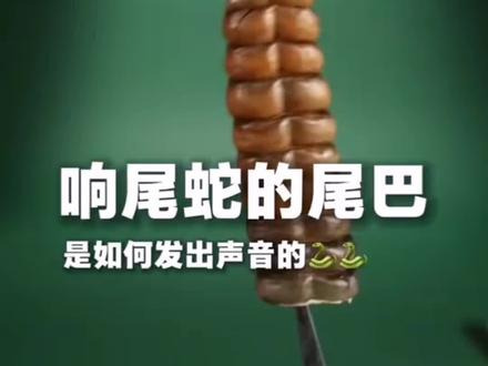 响尾蛇尾巴是如何发声的