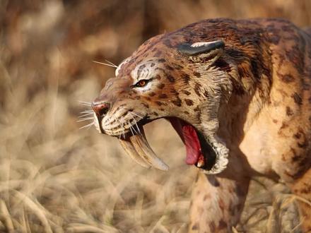 剑齿虎真的厉害吗?为什么说它还不如牧羊犬放在当今草原会被饿死