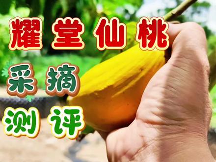 耀堂仙桃到底好不好吃? #新农人计划 #种植小技巧 #盆栽 #果树管理 #花园生活