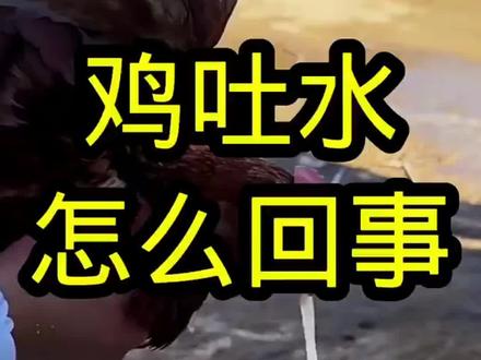 鸡吐水怎么回事 鸡吐水胀肚子,素囊里边有气有水,捏上去软软的,最近很多养殖的朋友问我这是怎么回事,其实呢这就是鸡群得了腺肌胃炎,一般鸡群初期的时候,会出现采食量减少,同时有过量腹泻的一个情况,到了中期就会出现呼吸道问题,鸡的腹部开始下垂,素囊里边都是气体或者液体,鸡群还会吐水,逐渐消瘦,如果这个时候呢还没有发现,到了后期,鸡群就会停止生长,逐渐的消瘦甚至死亡,所以咱们一定要引起重视,现在呢腺肌胃炎预防和治疗起来非常的简单,小鸡咱们可以在15日零左右的时候进行第一一次的预防,预防好了之后,咱们家的鸡到了后期吃的好,营养吸收的好,长得也壮,还少出问题,那如果说您家的鸡现在已经有了腺肌胃炎的问题,别着急,咱们只需要拌料或者饮水的时候里边给它加上就可以了,它是纯植物提取的,非常的安全,蛋鸡产蛋期都可以,可以放心的使用,给鸡群连续用上个三到5天,就能够轻松的把这个问题解决了。#鸡吐水