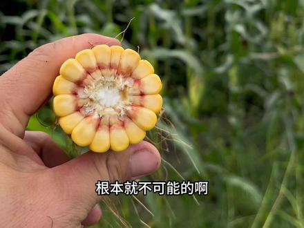 转基因能通过简单的方法辨别吗?网上方法可靠吗?#我的乡村生活 #记录真实生活 #转基因玉米 #转基因