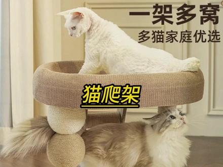 猫爬架推荐 #猫窝 #猫爬架 #猫抓板 #养猫新手 #萌宠好物 多功能小爬架猫窝双层一体的架高